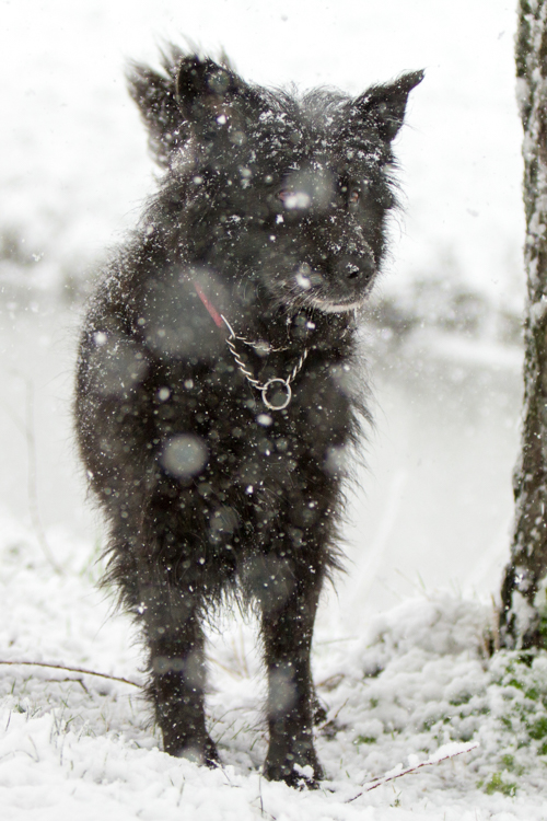 Hond in sneeuw
